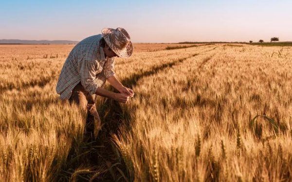 Exportaciones de trigo crecieron 30% y generaron más de USD 92 millones