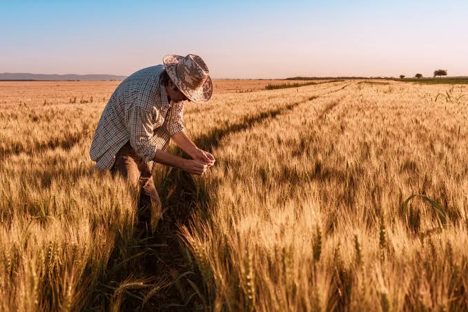 Exportaciones de trigo crecieron 30% y generaron más de USD 92 millones