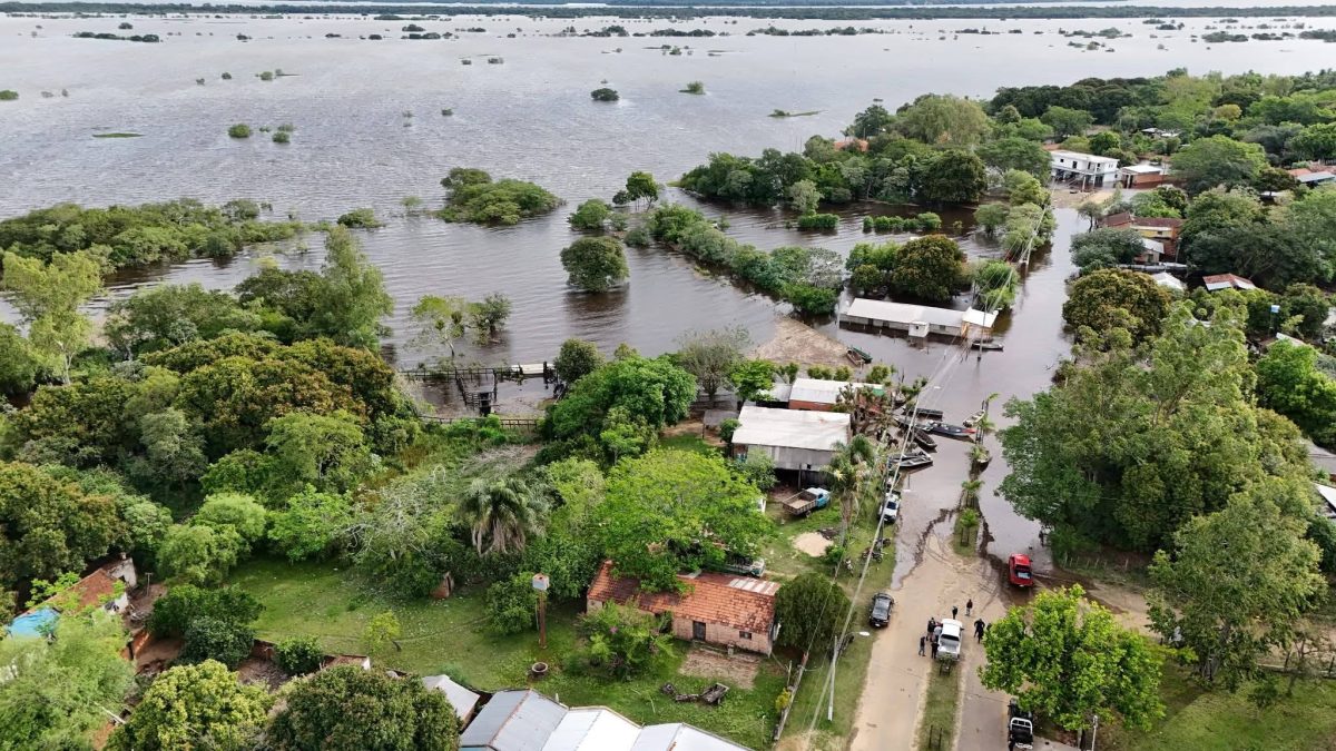 Crecida del Paraná obliga a trasladar 17.000 cabezas de ganado en Misiones